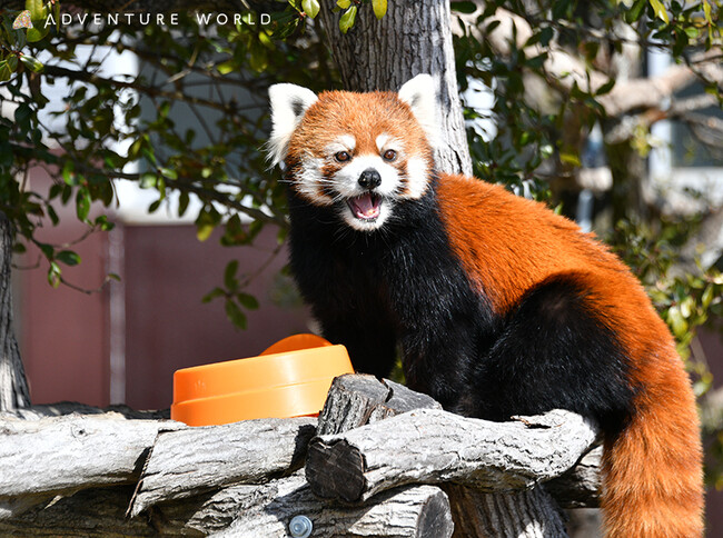 動物たちのいのちを未来へ　レッサーパンダ１頭が将来の繁殖を目指し、長野市茶臼山動物園に引越します