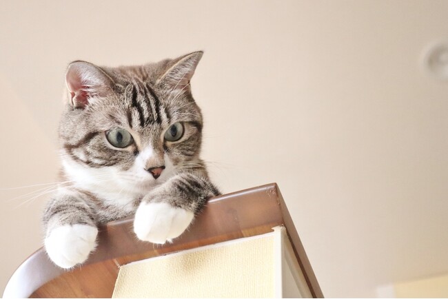 ＜猫の飼育や支援活動に関する調査＞8割以上が保護や譲渡で迎え入れペットショップの利用は少数派