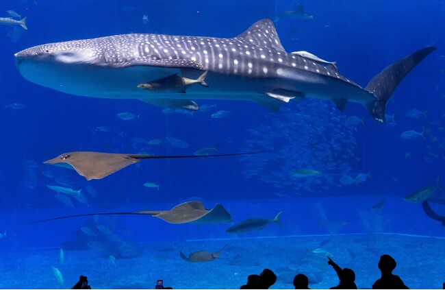【沖縄美ら海水族館】世界最長飼育記録を更新中のジンベエザメ「ジンタ」まもなく飼育３０年を迎えます