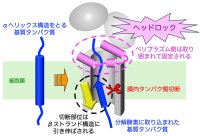 ＜横浜市立大学＞分解酵素は細胞膜の中でタンパク質をヘッドロックして切断する