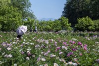 2025年度は47日間の開園「つくば牡丹園」「PEONY GARDEN(ピオニーガーデン) 2025」4月9日(水)～5月25日(日)