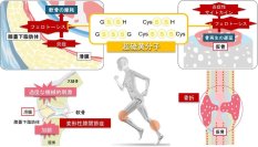 超硫黄分子の新知見！　超硫黄分子が拓く 骨再生・変形性関節症の新たな治療戦略