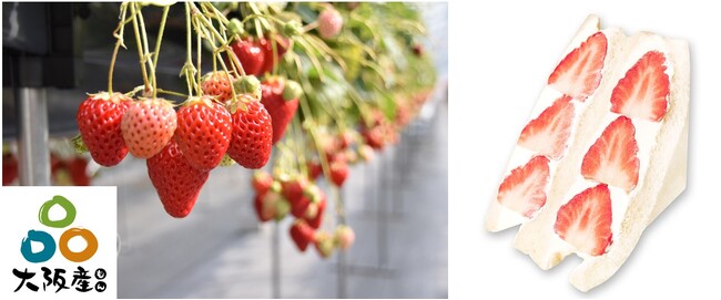 甘味と酸味のバランスが良く濃厚な味わい 大阪産「紅ほっぺ」をたっぷり味わうサンドイッチ