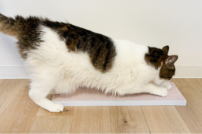新色発売!猫用の紙製で丈夫な爪とぎ、4月のインターペット東京でお披露目