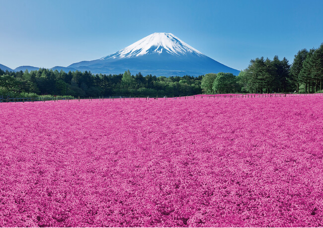 【絶景】 富士山麓の春の風物詩「富士芝桜まつり」 4/12(土)開幕
