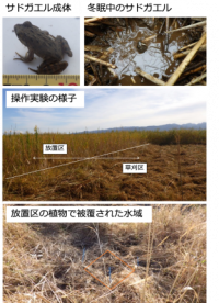 【龍谷大学】新潟県佐渡島の固有両生類サドガエルの越冬環境に迫る調査を実施。水生動物の生息環境保全策の提案へ