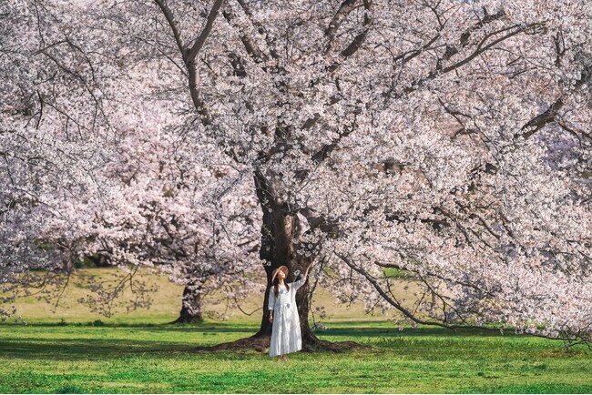 公園が花に彩られる季節が到来！「フラワーフェスティバル2025」を開催します！（国営昭和記念公園）