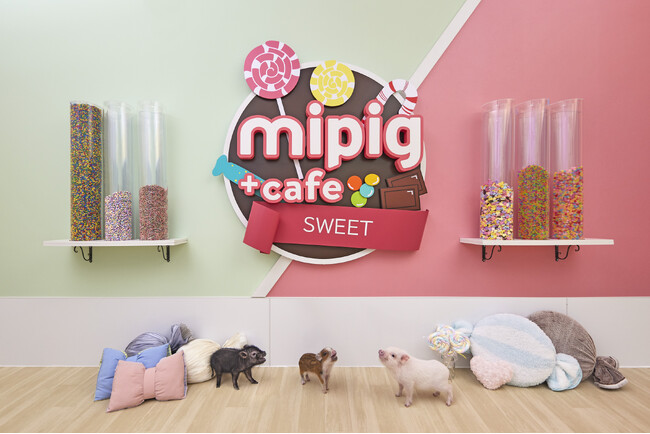 埼玉県久喜市・モラージュ菖蒲にてマイクロブタカフェ“mipig cafe”が本日3/1にオープン
