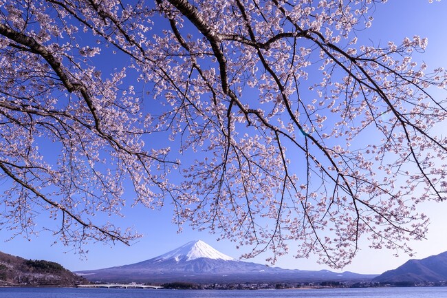 富士山×桜×河口湖！富士山×ラベンダー×河口湖！富士河口湖町での春夏イベントの詳細をお知らせします。