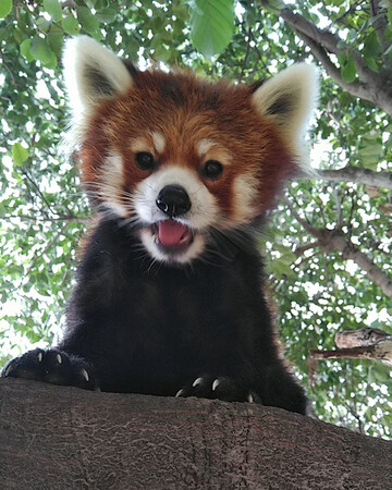 ひらかたパークよりレッサーパンダ１頭が仲間入りします！