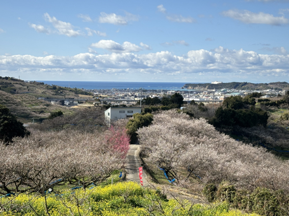 和歌山の梅林がいよいよ見頃に！絶景と香りに包まれる観梅スポットをご紹介