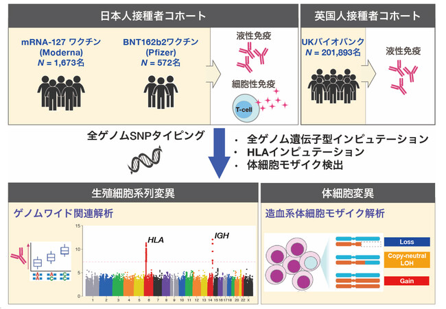 COVID-19ワクチン接種時の免疫獲得に関わる遺伝子の発見