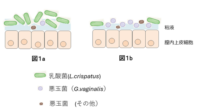 乳酸発酵ヒアルロン酸の抗菌作用を発見