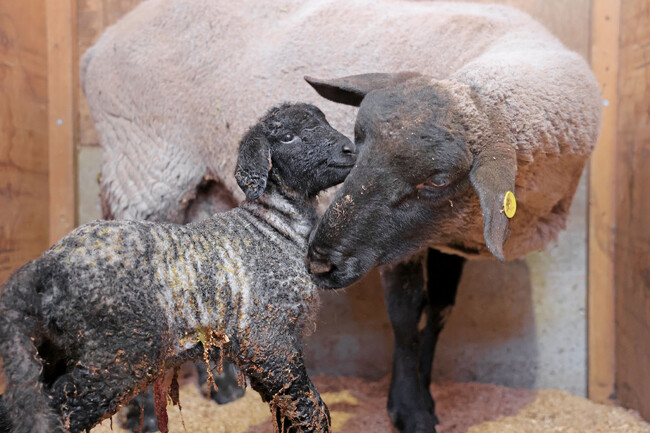 【動物の赤ちゃん ニュース】マザー牧場に春の訪れを教えてくれる、羊の赤ちゃんが続々と誕生！