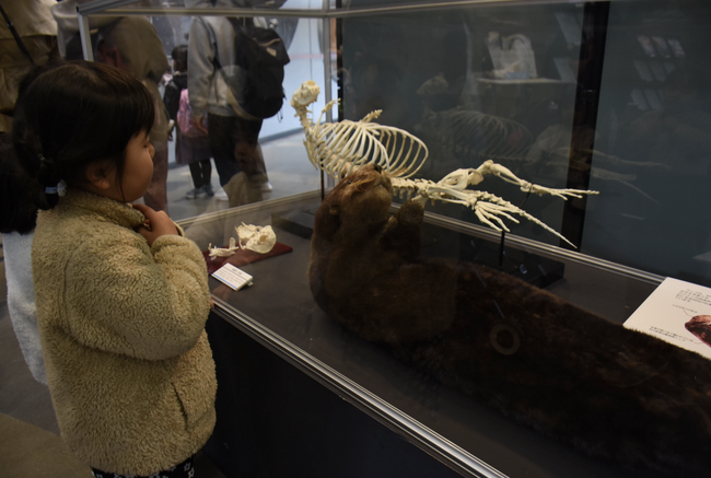 のんほいパークにもラッコはいた！　愛知県・豊橋市自然史博物館でラッコの標本展示中