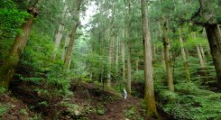 徳島の自伐林家、橋本 光治さんの人生と森作りの極意をまとめた本「生きる森　―時代を超える橋本家の木育て―(仮題)」を出版　3月6日にクラウドファンディングを開始