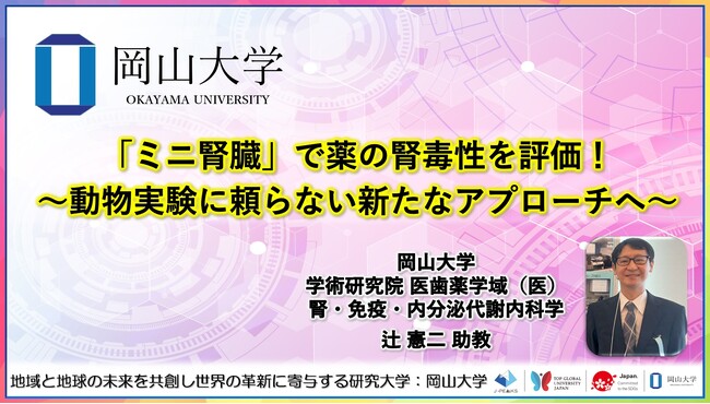 【岡山大学】「ミニ腎臓」で薬の腎毒性を評価！～動物実験に頼らない新たなアプローチへ～