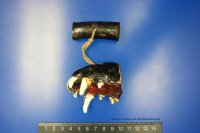 日本獣医生命科学大学の吉村久志准教授らによる調査で新たに発見されたニホンオオカミの遺物（上顎吻端部を用いた根付）が、国立科学博物館の特別展「古代DNA ―日本人のきた道―」で展示予定