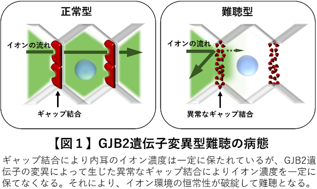 遺伝性難聴へのゲノム編集技術を開発