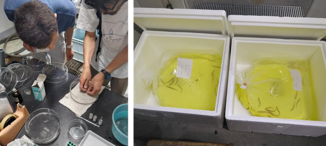 琵琶湖博物館で飼育していたタンゴスジシマドジョウが京都水族館で展示されます