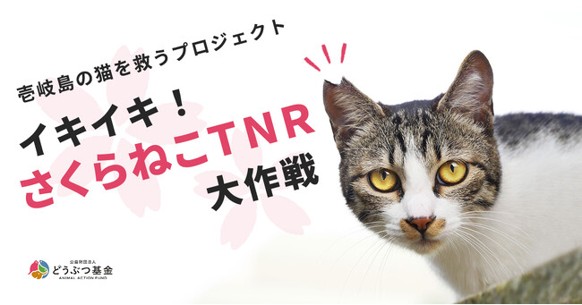 壱岐島の猫3,000頭を救う！殺処分ゼロを目指すどうぶつ基金と壱岐市の協働プロジェクト「イキイキさくらねこTNR」継続決定！