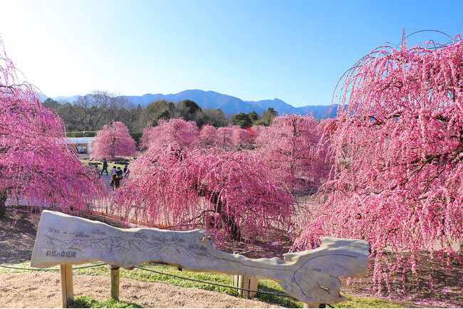 【しだれ梅】「鈴鹿の森庭園」が3月中旬から見頃に。ライトアップも実施中。日本最古の呉服しだれ「天の龍」「地の龍」をはじめ約200本の梅の名木が立ち並ぶ絶景