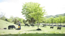 早春の養鱒場で動物たちを探そう(イメージ) 早春の養鱒場で動物たちを探そう(イメージ)