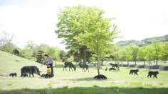 湖北とサカナを楽しむ4日間　「さめがい探検マーケット2025」を醒井養鱒場にて3月20日(木祝)から3月23日(日)まで開催！