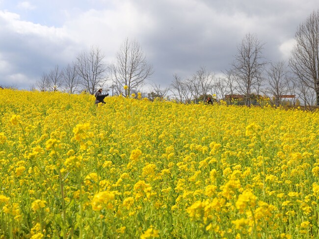 【満開】50万本の菜の花 【堺・緑のミュージアム ハーベストの丘】
