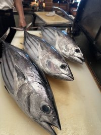 鮮度抜群！！『日戻りかつお』を高知赤シャリ寿司居酒屋「睦月処 穂寿美」にて4月上旬頃提供開始