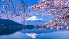 河口湖唯一の湖上レストラン『HAMANASHI HOUSEBOAT』春の特別企画！満開の桜を湖上から楽しむ『桜まつりスペシャルプラン』が期間限定で登場
