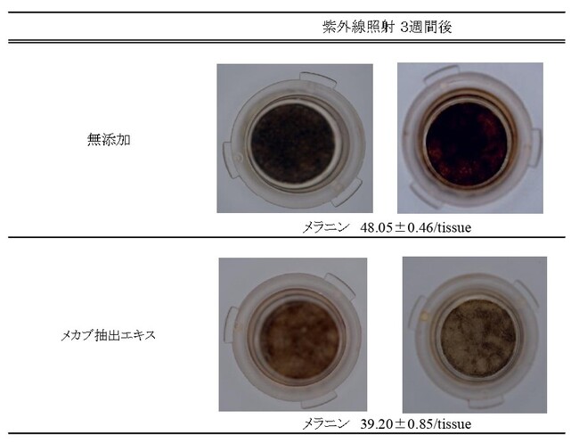 ヴェントゥーノの化粧品原料「メカブ抽出エキス」が、3次元皮膚モデルを用いた美白評価試験によって、メラニン生成を抑制することが明らかになりました！