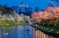 東京の春の風物詩 千代田のさくらまつり 約700mにわたる幻想的な光景
皇居千鳥ヶ淵 夜桜ライトアップの開催期間が3/28～4/8に決定