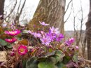 国営越後丘陵公園 雪割草(2) 国営越後丘陵公園 雪割草(2)