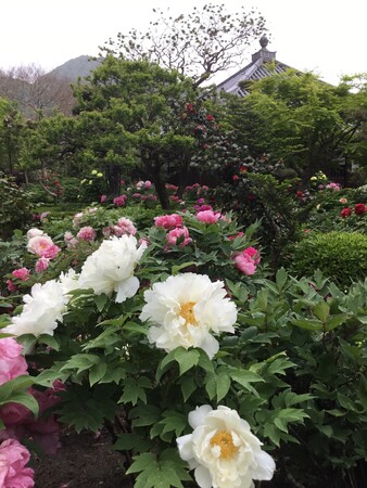 奈良葛城市「石光寺 染寺」の春牡丹が、4月17日~24日に見頃を迎えます