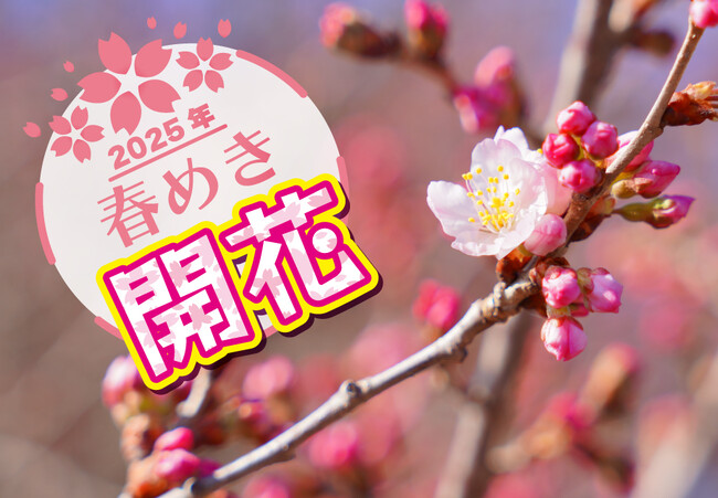 早咲きの桜「春めき」が南足柄市でついに開花!!　2025年の見ごろ予想は３月中旬～下旬