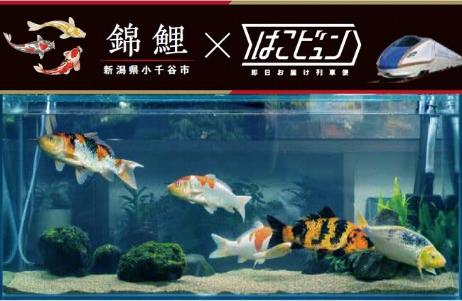 【新潟県小千谷市×JR東日本】“情報発信連携事業”「はこビュン」を活用して「錦鯉」を「JAPAN RAIL CAFE TOKYO」に初展示 ！