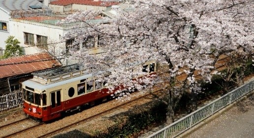 今年も「都電さくら号」を運行します!