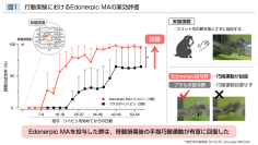 【横浜市立大学】脊髄損傷による麻痺からの回復を促進する候補化合物を特定しました