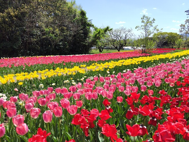 やまと花ごよみ2025「はるいろマルシェin馬見チューリップ」を開催します！