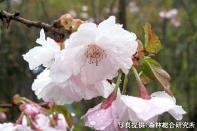 桜を通じて福島・東北等を応援する「さくらプロジェクト」福島で育てた桜「はるか」を神奈川県横浜市へ寄贈