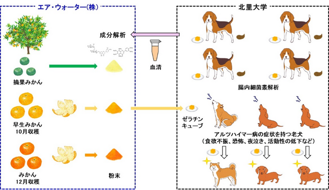 北里大学とエア・ウォーター　みかんの皮を用いた老犬の認知症症状改善に関する共同研究成果を発表