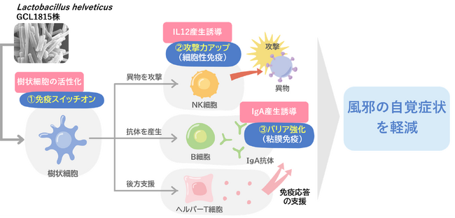 Glico独自開発の乳酸菌　Lactobacillus helveticus GCL1815株が風邪の自覚症状を抑えることを実証