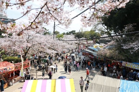 まもなく「和歌山市の桜」が開花します