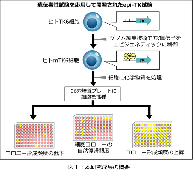化学物質のゲノム毒性を簡便・定量的に測る新規試験法を開発～化学物質リスク評価の新たなアプローチ～