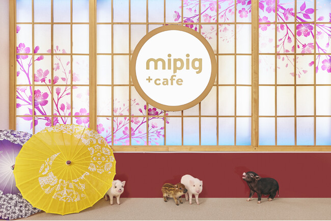 浅草エリア初のマイクロブタカフェ“mipig cafe” 浅草店が本日3/19にオープン