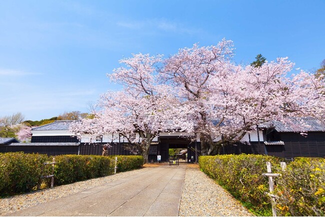 【千葉県柏市】旧吉田家住宅歴史公園で「吉田家Sakura Week」を開催