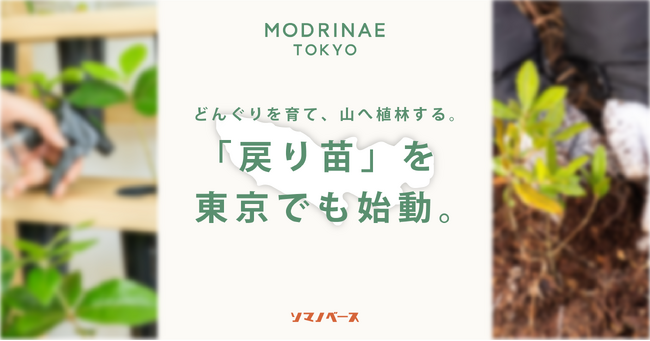 どんぐりを育て、山へ植林。「戻り苗」が東京でも始動。