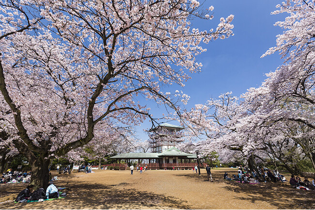 開花目前!多摩区の桜の名所と恒例イベントで春の訪れを満喫