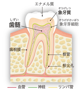 「再生医療研究所」を設立、細胞培養設備の増設により、研究開発体制を強化
